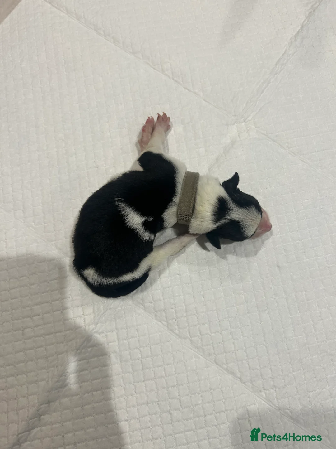 Border Collie dogs for sale: Working Border Collie puppies  - Advert 28