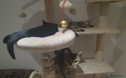 Bengal cats for sale: Bengal kittens - Image 2
