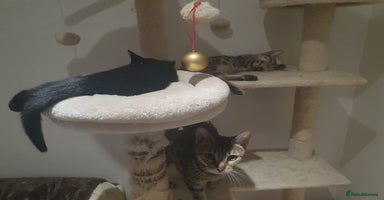 Bengal cats - Advert 12