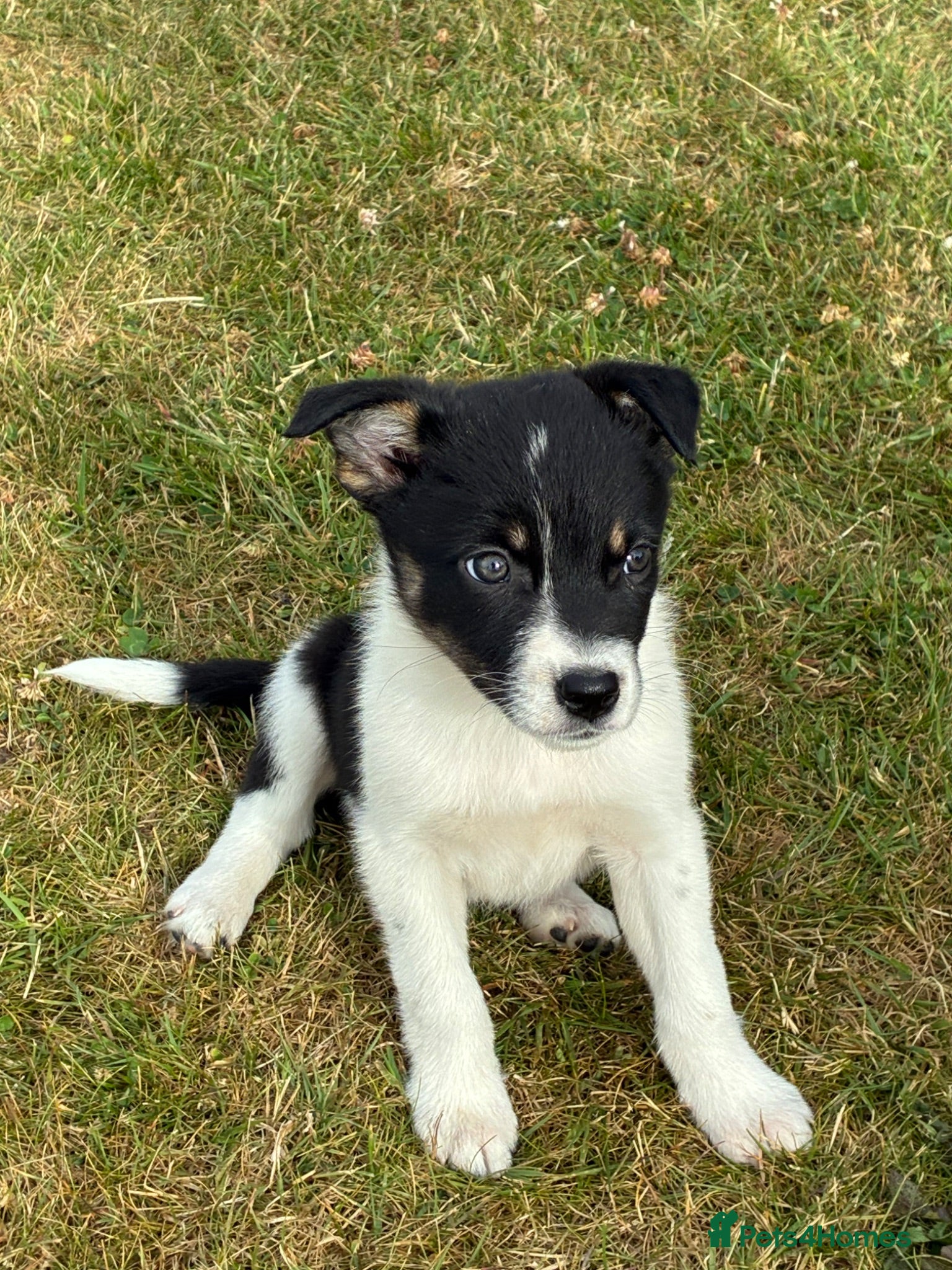 Border Collie dogs Border collie puppies - Advert 2