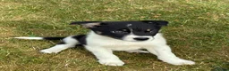 Border Collie dogs for sale: Border collie puppies in Rugeley - Advert 2