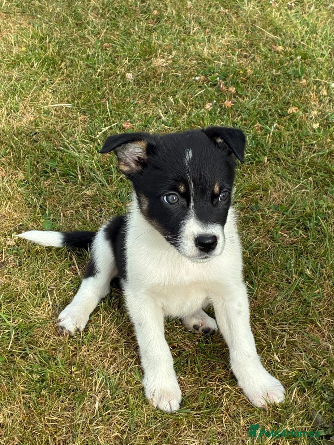 Border Collie dogs for sale: Border collie puppies in Rugeley - Advert 2