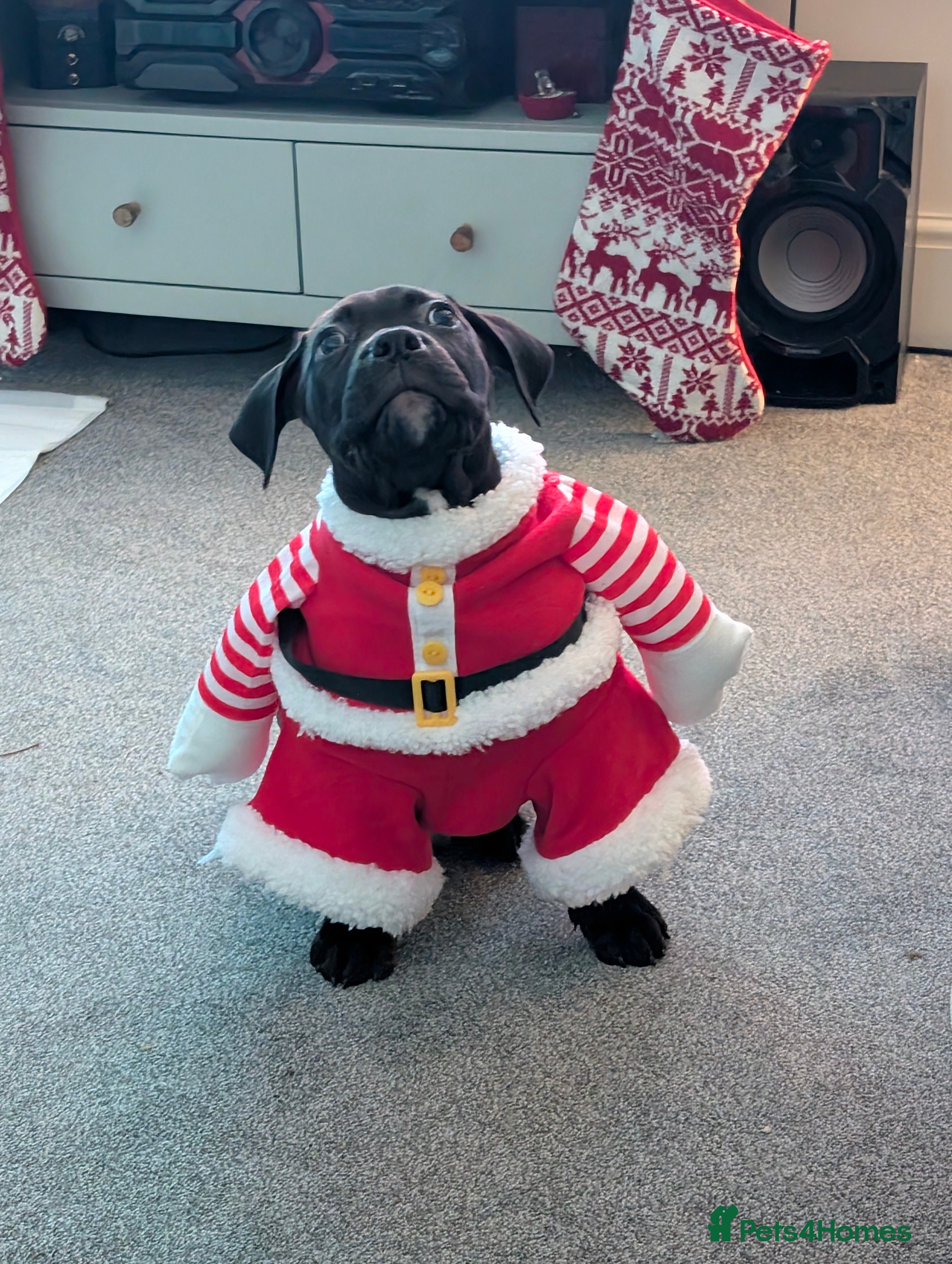 Mixed Breed dogs American pocket Corso puppies  - Advert 5