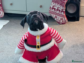 Mixed Breed dogs American pocket Corso puppies - Advert 3