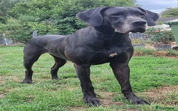 Great Dane dogs for sale: Exceptional pups, extensively health tested parent - Image 12