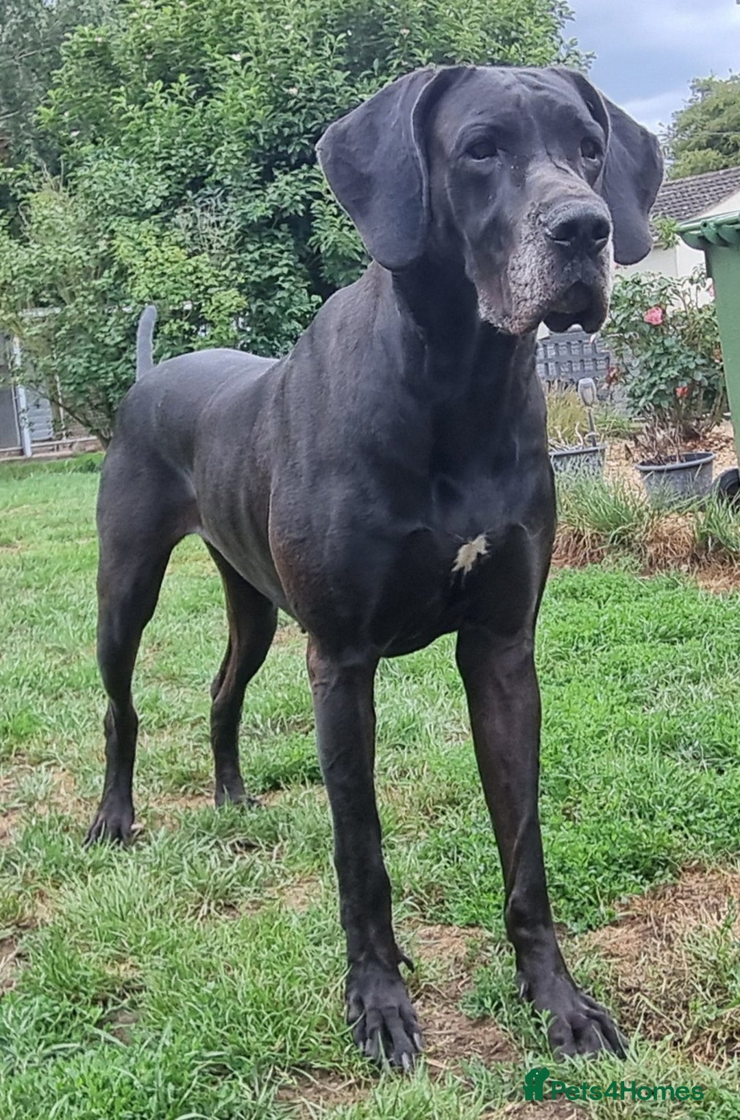 Great Dane dogs for sale: Exceptional pups, extensively health tested parent - Image 12