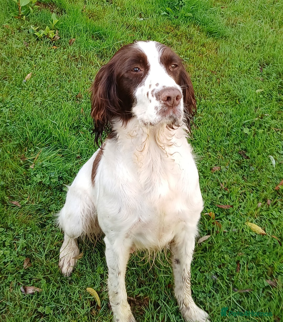 English Springer Spaniel dogs for sale: Springer spaniel pups  - Image 3