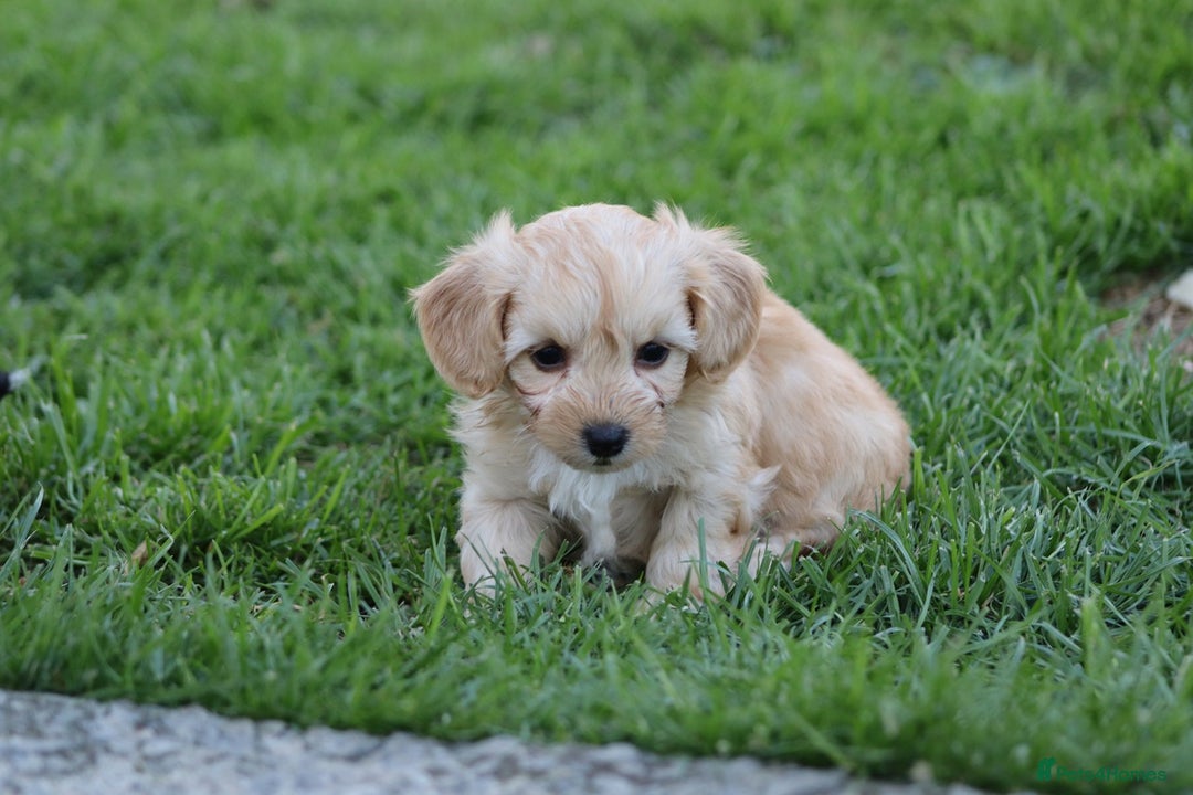 Cavapoochon dogs for sale: Cavapoochon puppies for sale - Image 23