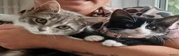 Mixed Breed cats for sale: Free two cats with stuff need gone asap in Liverpool - Advert 2