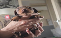 Miniature Dachshund dogs for sale: Miniature dachshunds  - Image 3