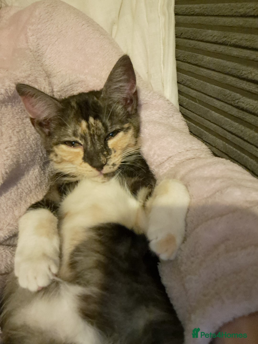 Mixed Breed cats for sale: 2 gorgeous kittens - Advert 2