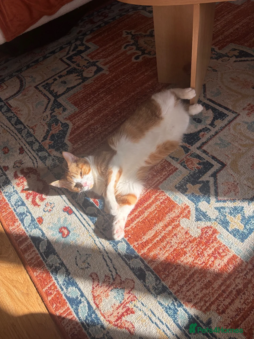 Domestic Shorthair cats for sale: 1 year old male cat  in Birkenhead - Advert 3