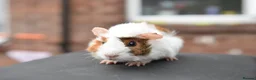 Guinea Pig rodents for sale: Baby Guinea Pigs Looking For New Homes - Advert 9