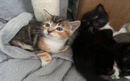 Mixed Breed cats for sale: 3 friendly kittens for sale - Image 8