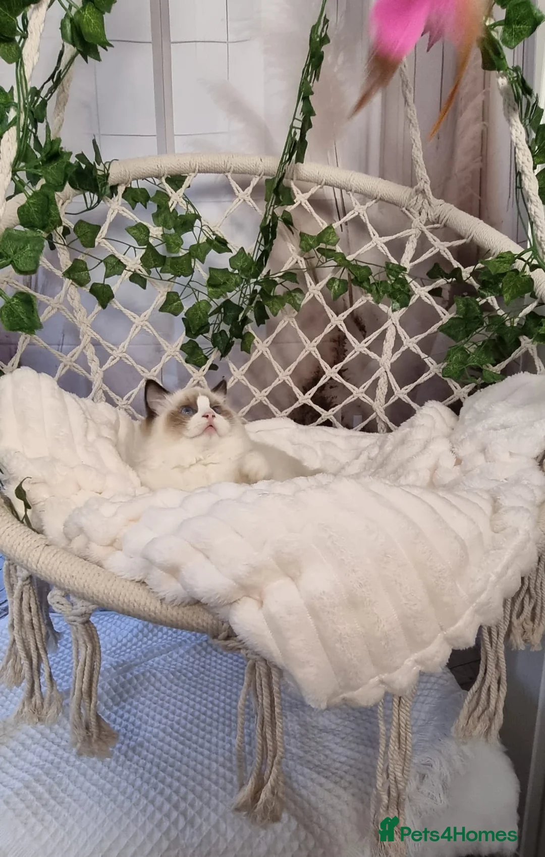 Ragdoll cats for sale: Exceptional Tica Registered Ragdoll Kittens - Advert 8