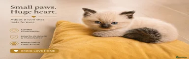 Chocolate seal Ragdoll. 