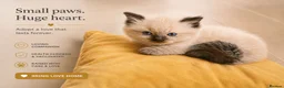 Ragdoll cats for sale: GCCF Ragdoll kittens available 28th June.  - Advert 12