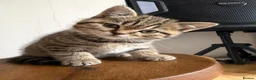British Shorthair cats for sale: British short hair kittens - Advert 11