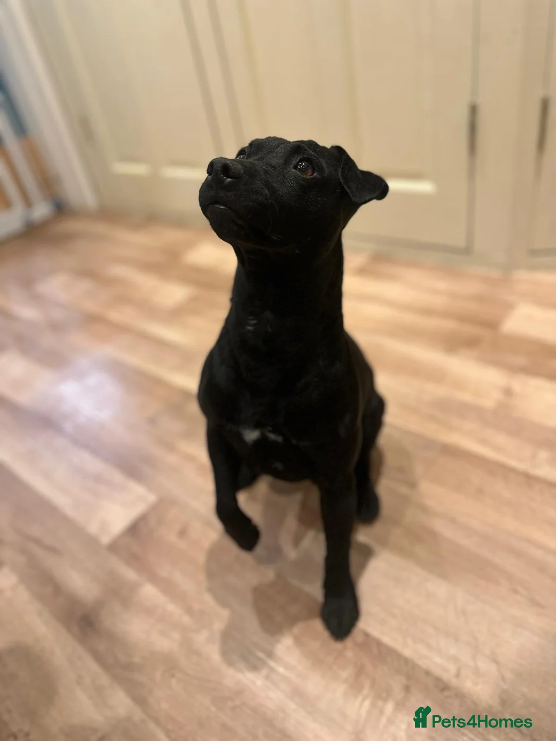 Patterdale Terrier dogs for sale: Docked Patterdale Black Puppies  - Advert 2