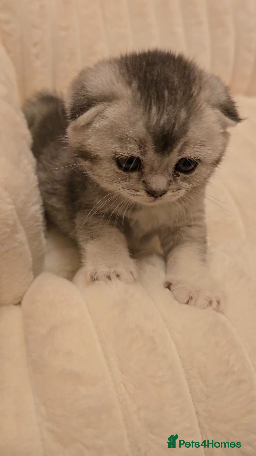 Scottish Fold cats for sale: scottish fold kittens for sale - Advert 7