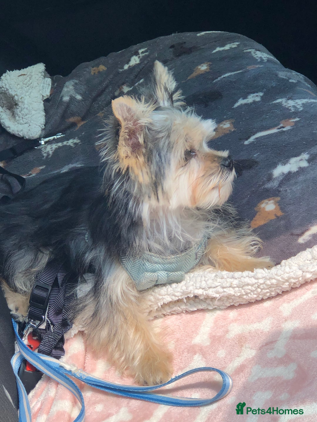 Morkie dogs for sale: Morkie Boy  - Advert 4