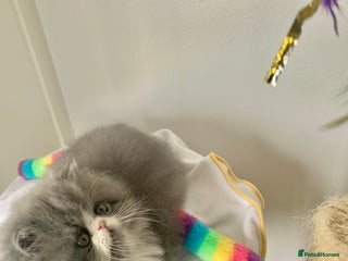 Persian cats - Advert 30