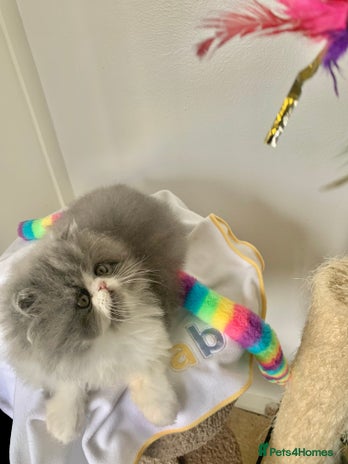 Persian cats - Advert 5