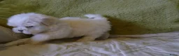 Maltese dogs for sale: KC MALTESE Puppies Males and Female in Bristol - Advert 7