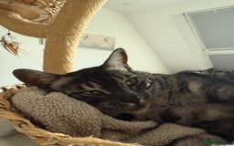 Bengal cats for sale: TICA Registered Silver Bengal Pair - Image 20