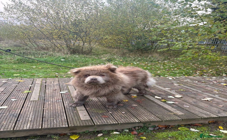 Chow Chow dogs LILAC FEMALE CHOW CHOW PARIS  - Advert 1