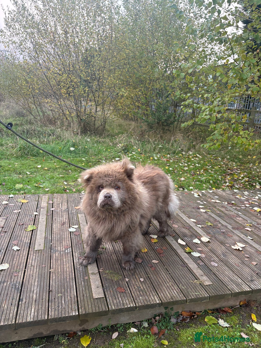 Chow Chow dogs for sale: LILAC FEMALE CHOW CHOW PARIS  - Advert 1