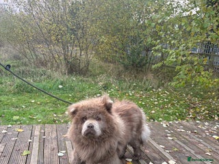 Chow Chow dogs LILAC FEMALE CHOW CHOW PARIS - Advert 2