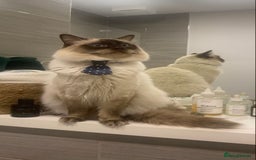 Ragdoll cats for stud: Large Handsome Seal-point Ragdoll Stud in Pudsey - Image 2