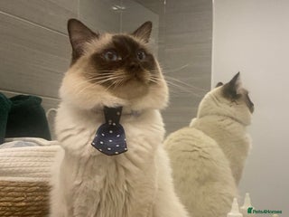 Ragdoll cats in Pudsey - Advert 9