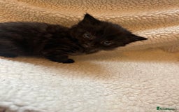 Turkish Angora cats for sale: Fluffy kittens  - Image 5