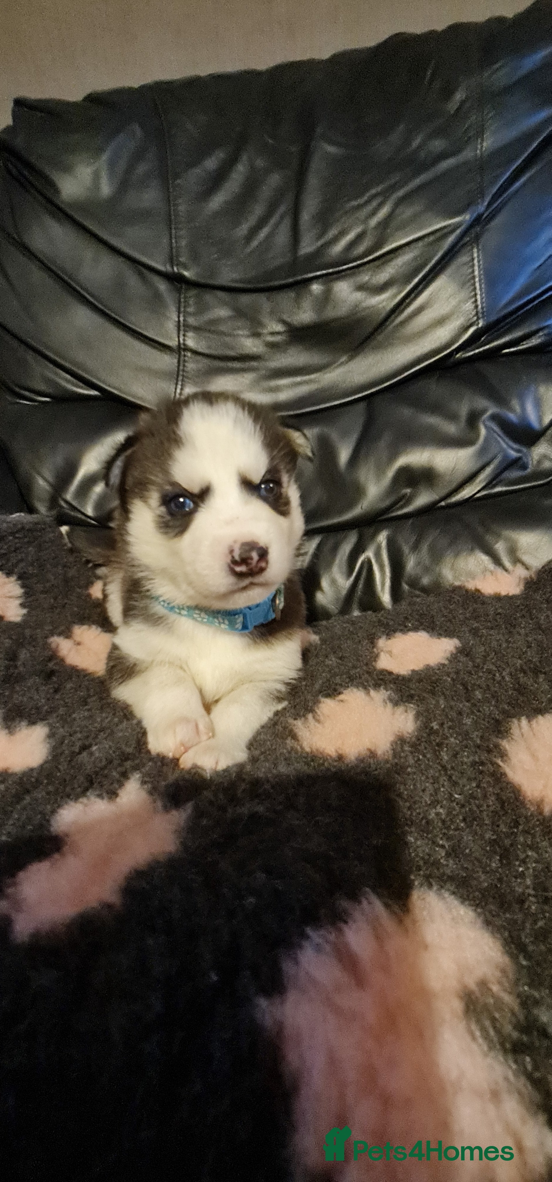 Siberian Husky dogs Outstanding Siberian husky puppies  - Advert 10