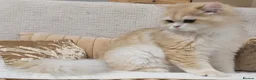 British Longhair cats for stud: British Longhair st.Melt-your-heart-eyes.Beginner  - Advert 8