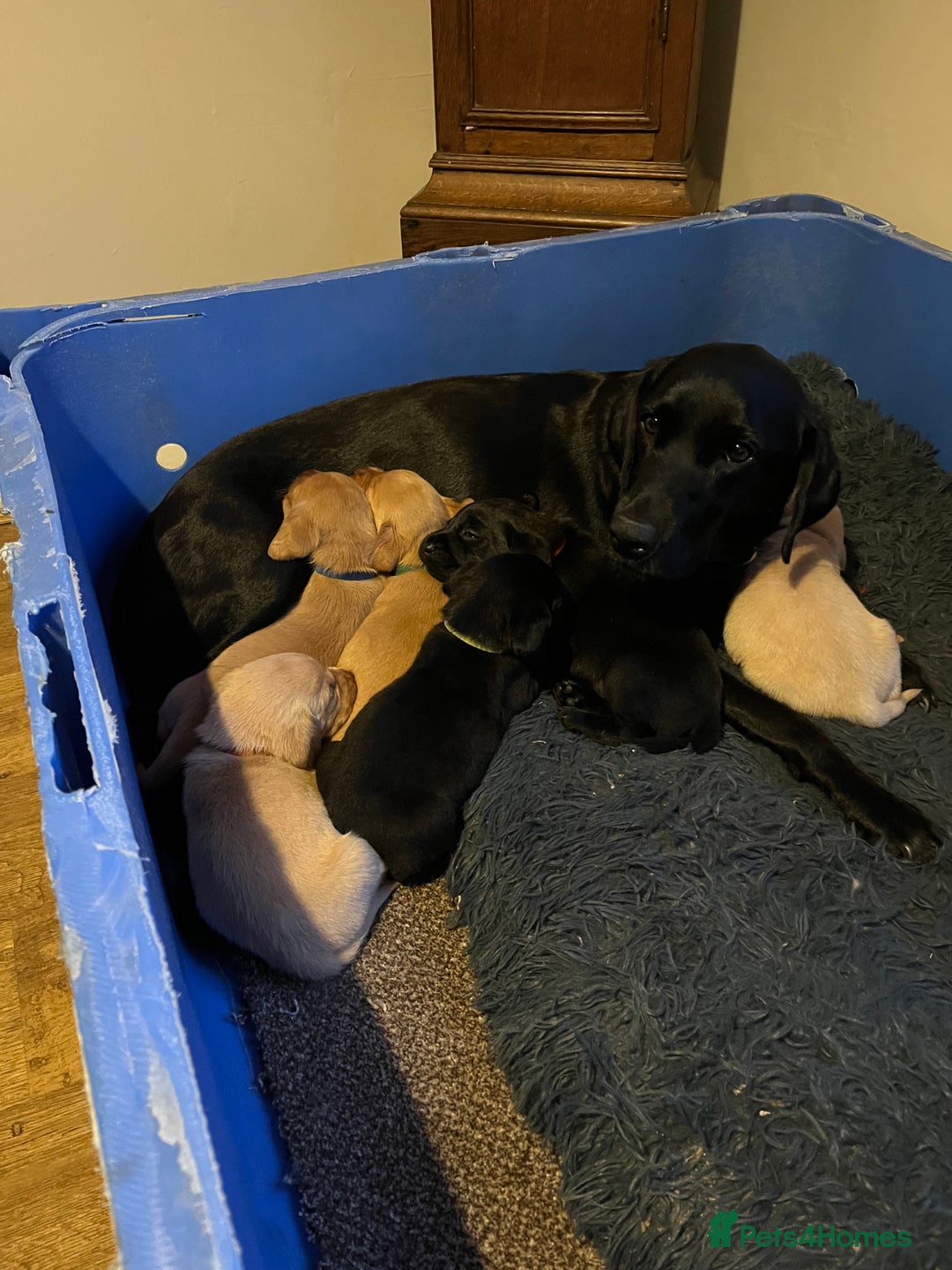 Labrador Retriever dogs for sale: Pedigree Labrador puppies - Image 7