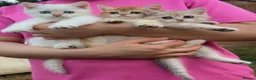 British Shorthair cats for sale: British Golden - Advert 18