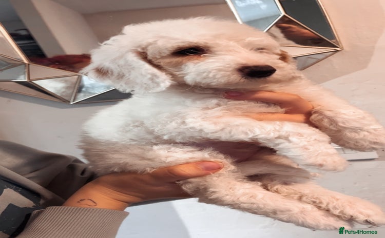 Cockapoo dogs Girl F2 cockapoo  - Advert 10