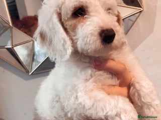 Cockapoo dogs Girl F2 cockapoo - Advert 7