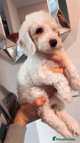 Cockapoo dogs Girl F2 cockapoo - Advert 10