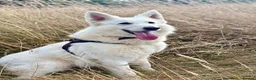 White Swiss Shepherd dogs for sale: Gorgeous European line puppies - Advert 17
