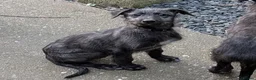 Deerhound dogs for sale: Scottish Deerhound Puppies  - Advert 9