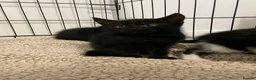 Mixed Breed cats for sale: Beautiful Kittens  - Advert 5