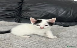 Mixed Breed cats for sale: Adorable Non-Pedigree Kittens – Litter Trained  - Image 3
