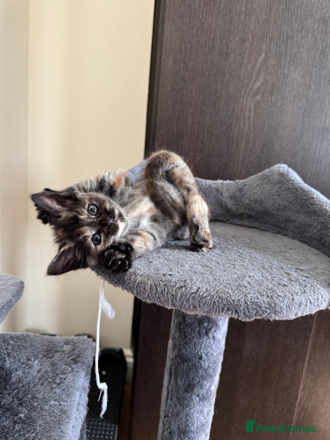 Mixed Breed cats for sale: 3 beautiful kittens for sale  - Image 9