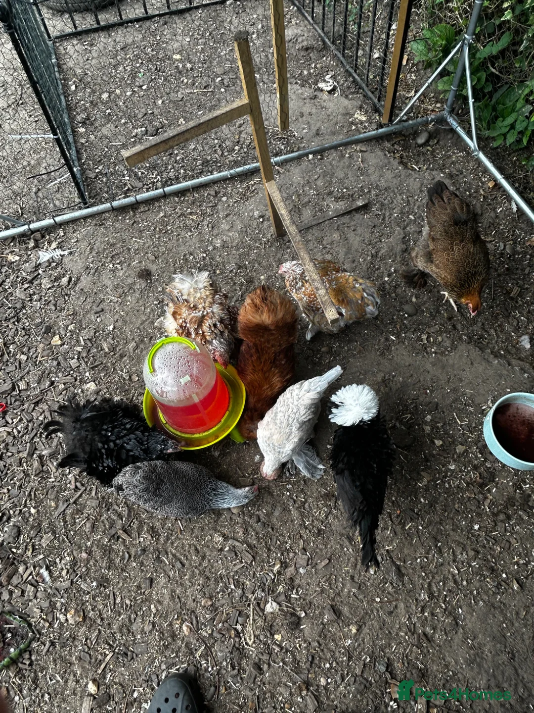 Chickens poultry for sale: 8 point of lay bantams  - Advert 19
