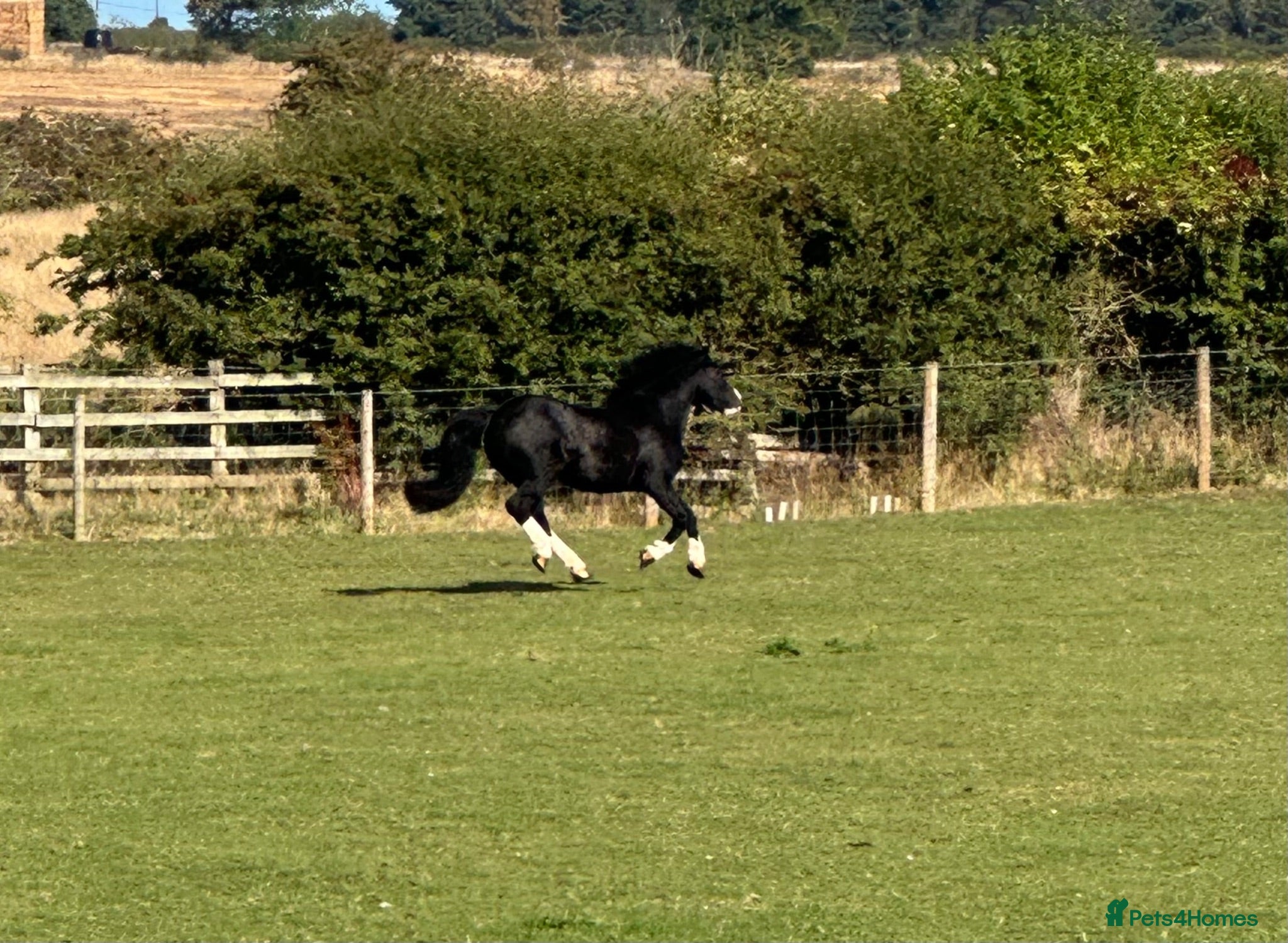 Welsh Section C horses Cob x Welsh  - Advert 2