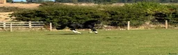 Welsh Section C horses for sale: Cob x Welsh  - Advert 2